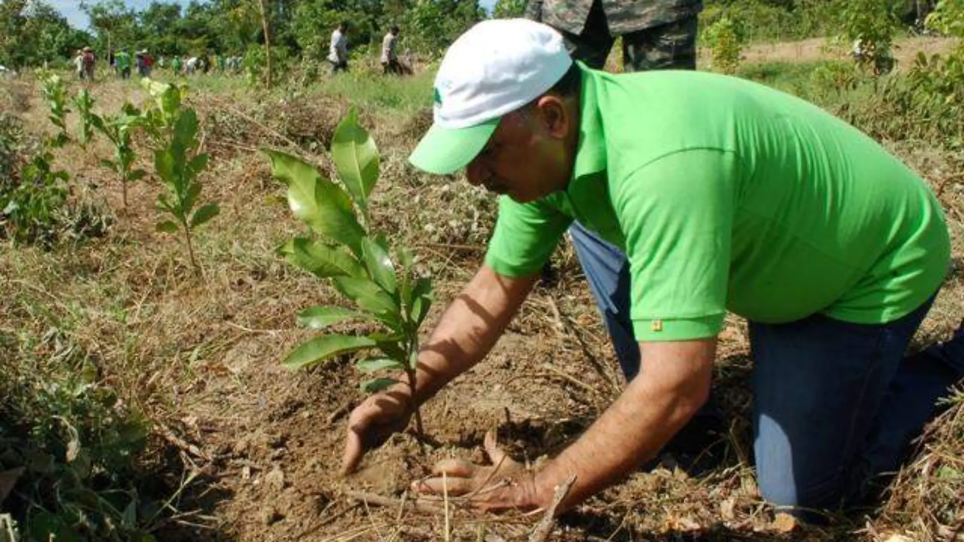 Reforestacion archivo